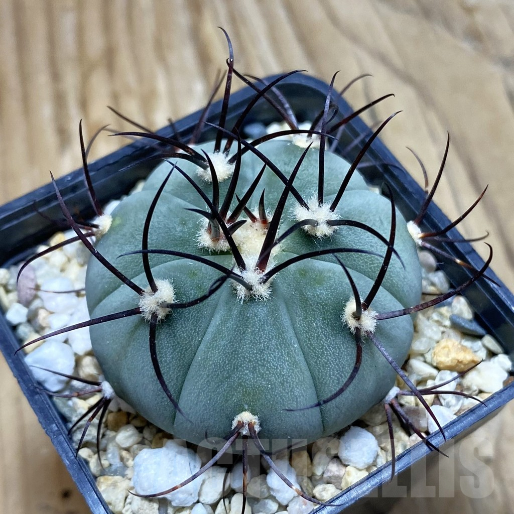 SH12392 Gymnocalycium cabreraense VOS 2122