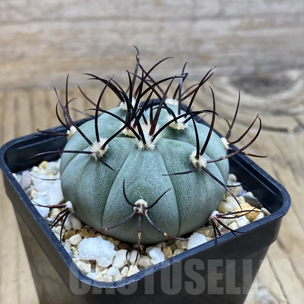 SH12392 Gymnocalycium cabreraense VOS 2122 - Image 2