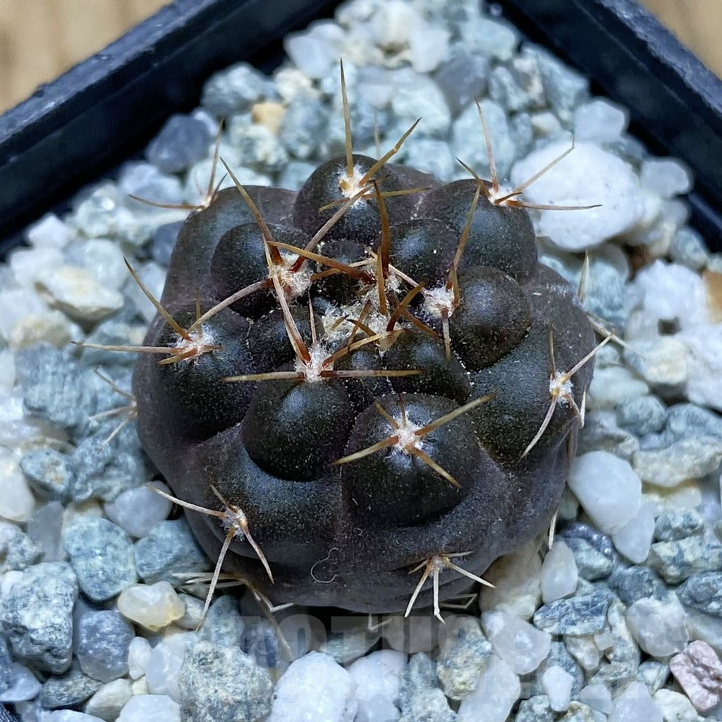 SH12395 Gymnocalycium gibbosum f. JPR 26/65 ex KK358.28
