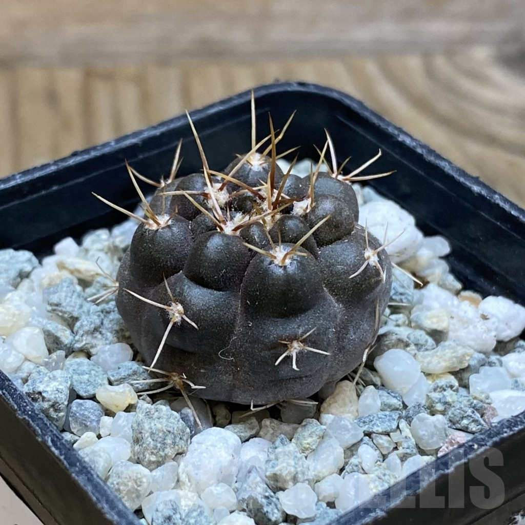 SH12395 Gymnocalycium gibbosum f. JPR 26/65 ex KK358.28 - Image 2