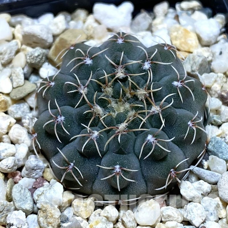 SH12397 Gymnocalycium stellatum VG 283