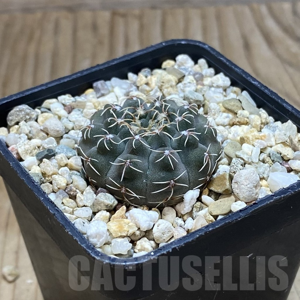 SH12397 Gymnocalycium stellatum VG 283 - Image 2