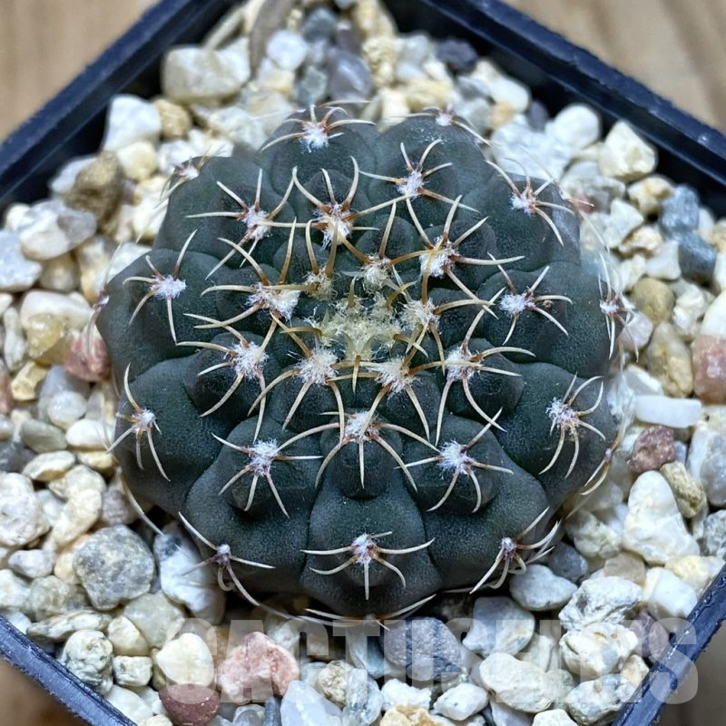 SH12398 Gymnocalycium stellatum VG 283
