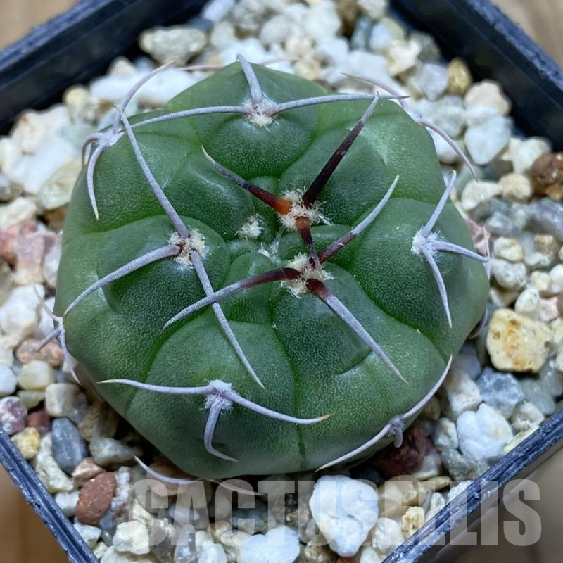 SH12399 Gymnocalycium mostii form VG 1159