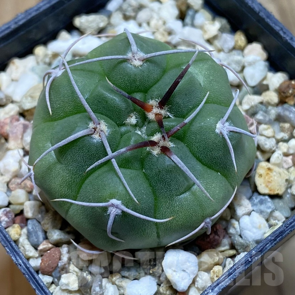 SH12399 Gymnocalycium mostii form VG 1159