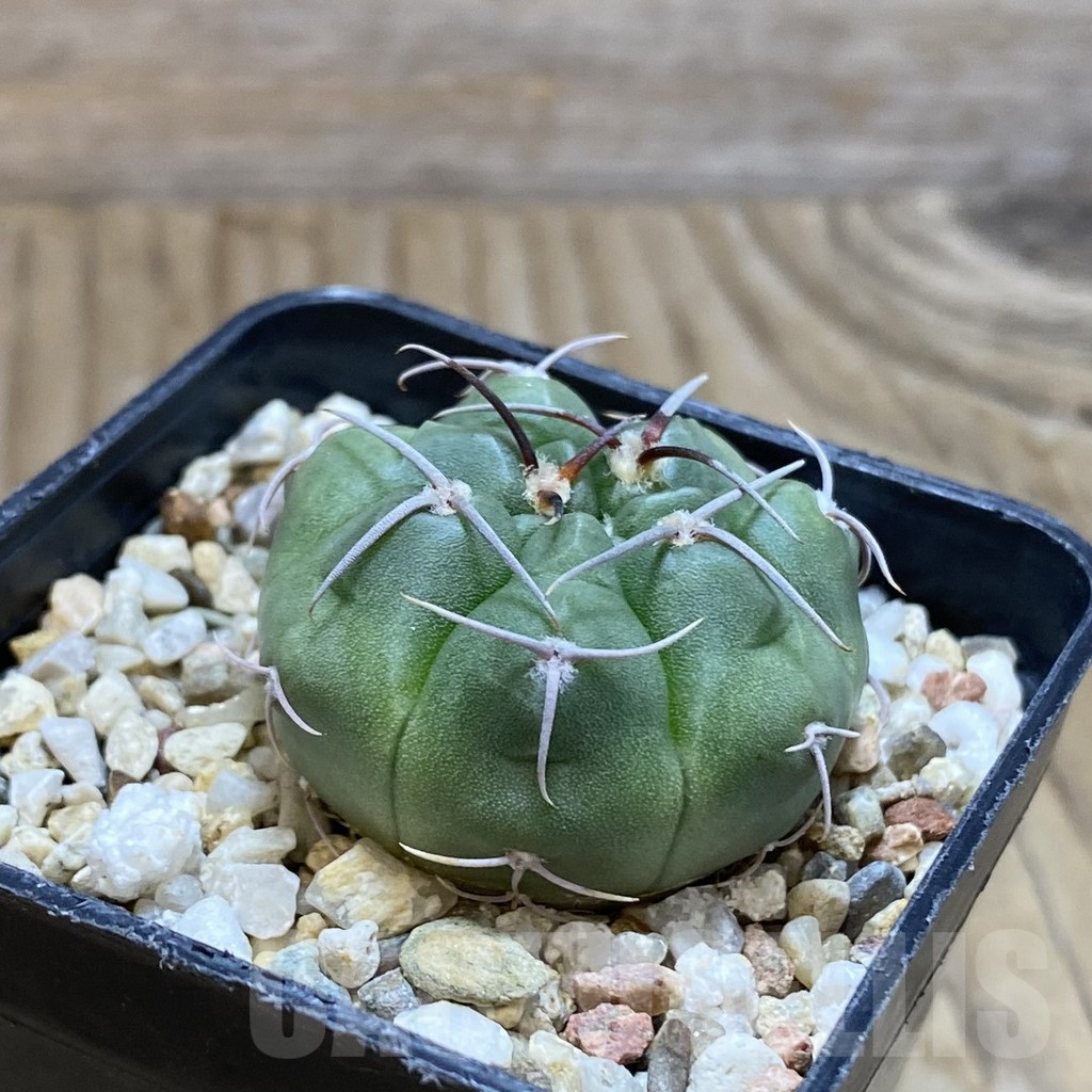SH12399 Gymnocalycium mostii form VG 1159 - Image 2