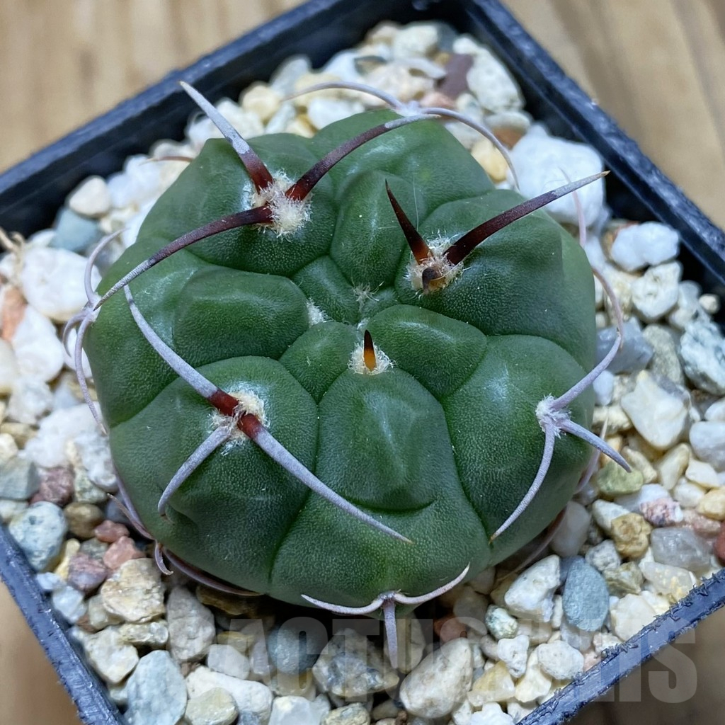 SH12400 Gymnocalycium mostii form VG 1159