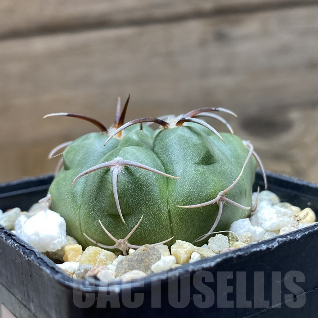 SH12400 Gymnocalycium mostii form VG 1159 - immagine 2