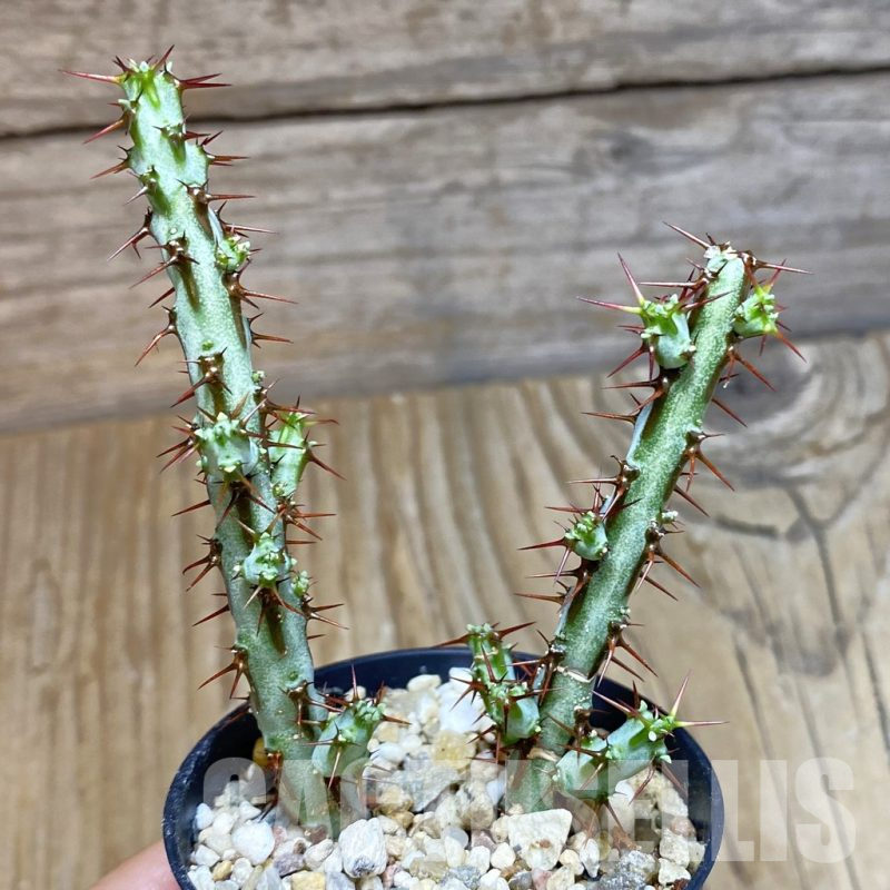 SH12345 Euphorbia aeruginosa, 2 plants