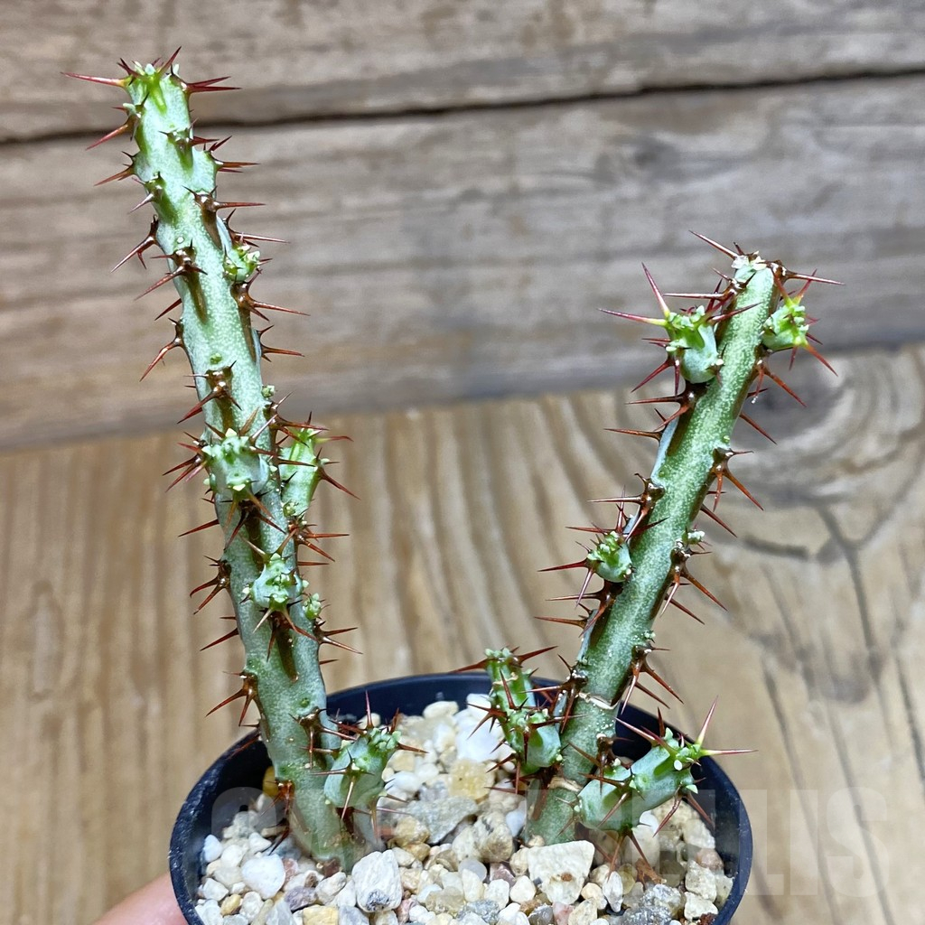 SH12345 Euphorbia aeruginosa, 2 plants