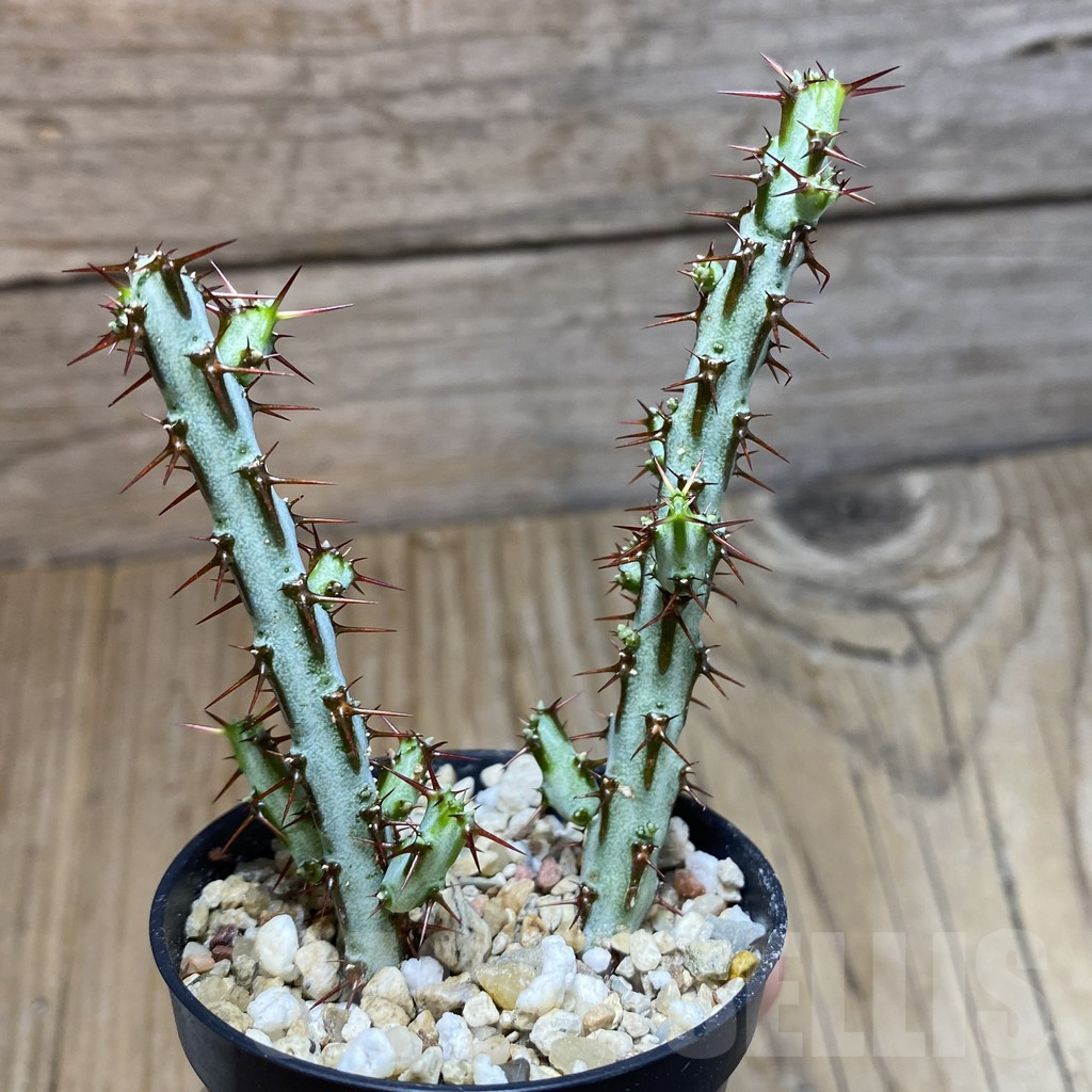 SH12345 Euphorbia aeruginosa, 2 plants - Image 2