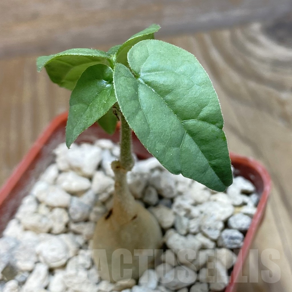 SH12346 Pyrenacantha malvifolia