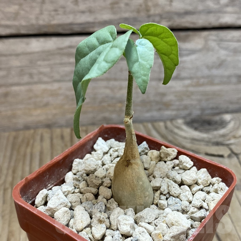 SH12346 Pyrenacantha malvifolia - Image 2