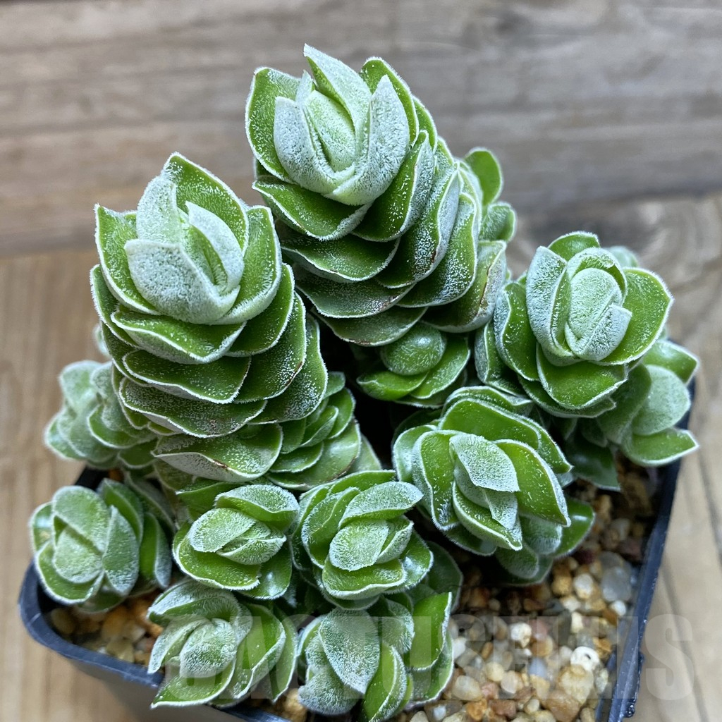 SH12347 Crassula 'Ivory Pagoda'