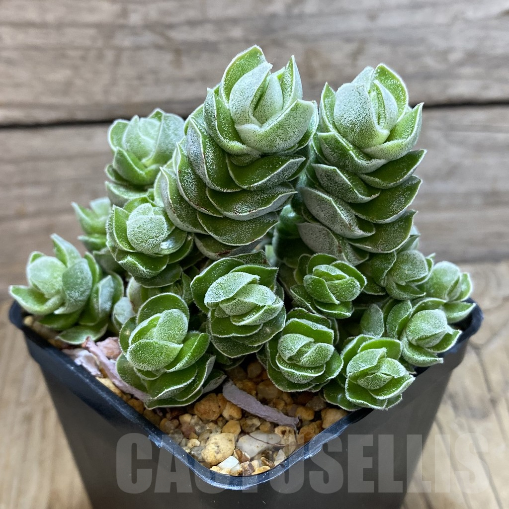 SH12347 Crassula 'Ivory Pagoda' - immagine 2