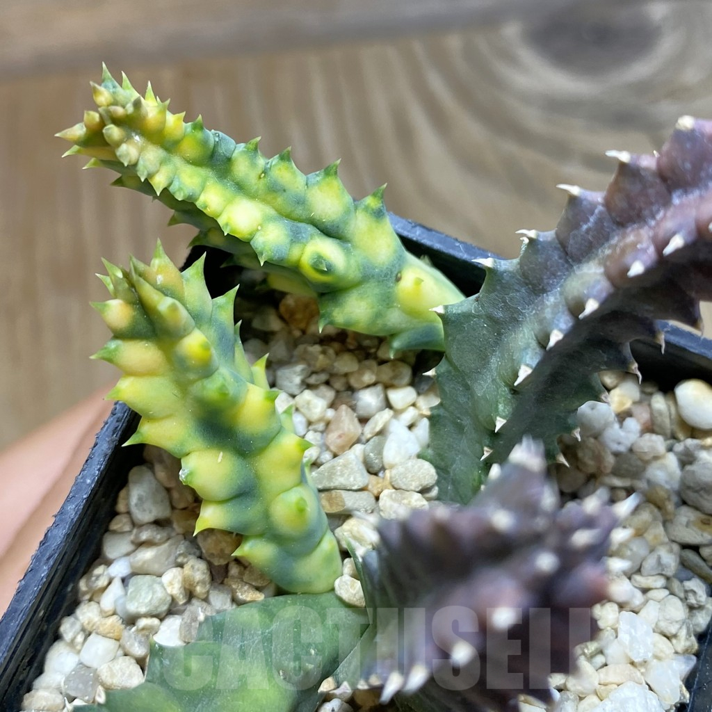 SH12349 Huernia zebrina f. variegata