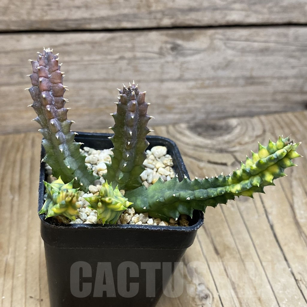 SH12349 Huernia zebrina f. variegata - Image 2