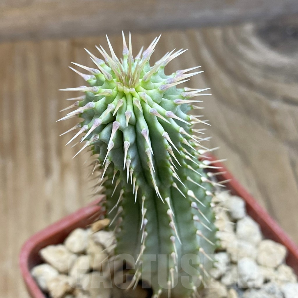 SH12350 Hoodia gordonii
