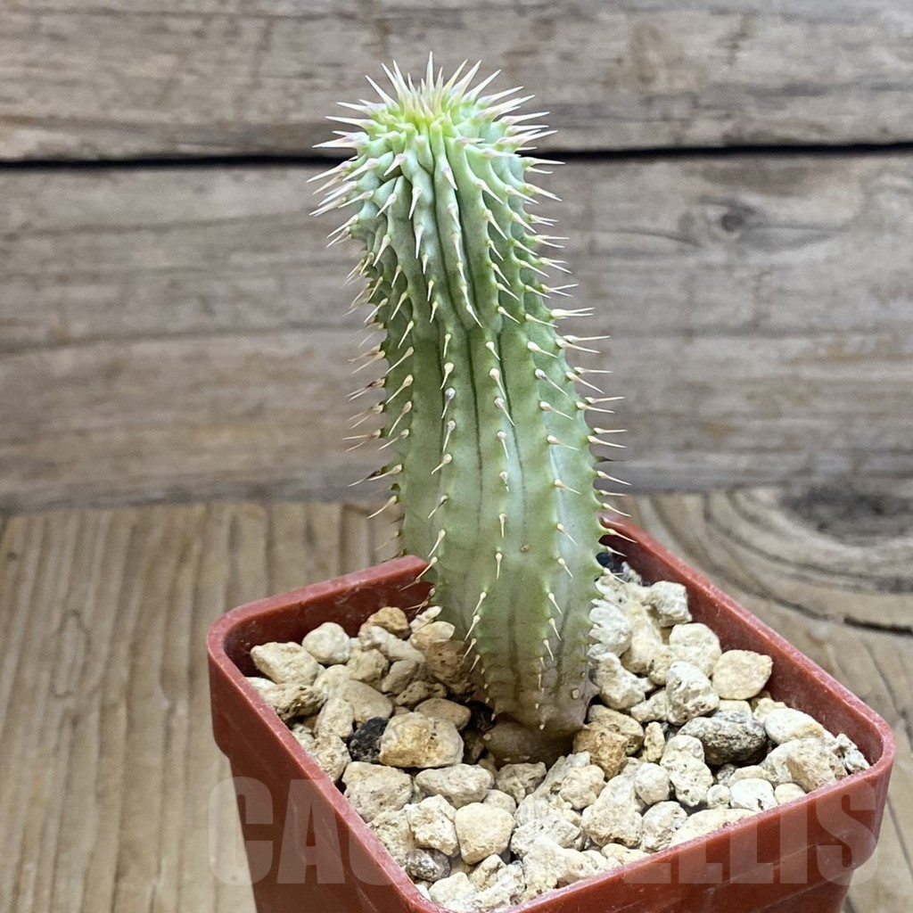 SH12350 Hoodia gordonii - Image 2