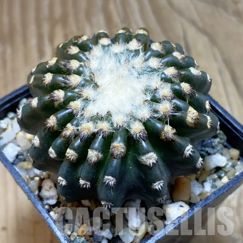 SH12357 Discocactus horstii
