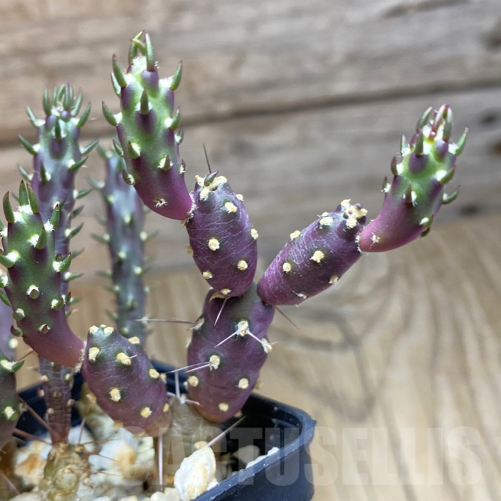 SH12361 Tephrocactus nigrispinus