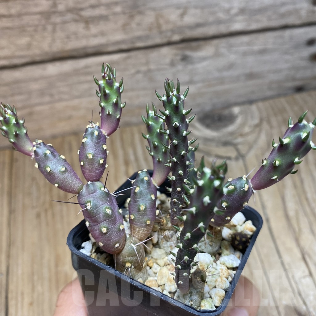 SH12361 Tephrocactus nigrispinus - Image 2