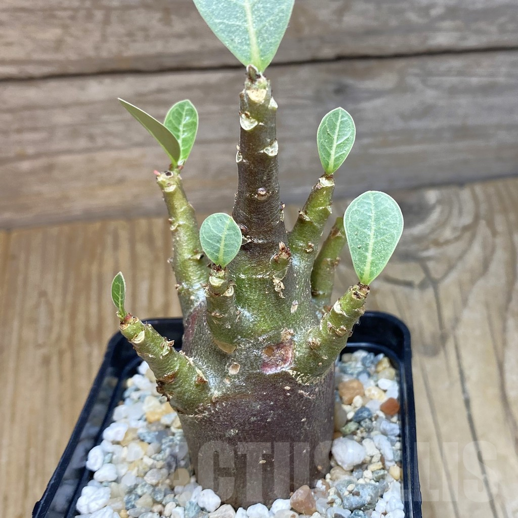 SH12340 Adenium arabicum 'Black Body'
