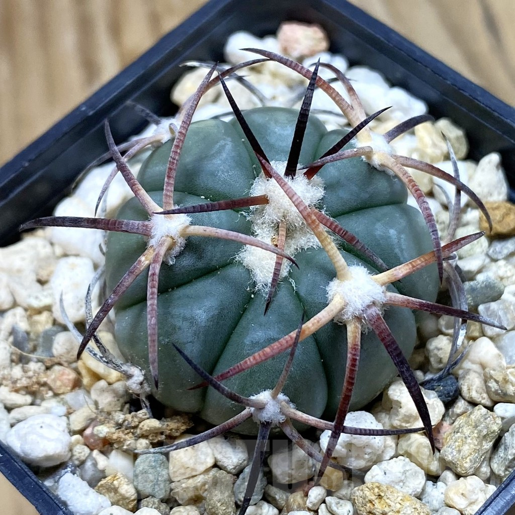 SH12364 Echinocactus horizonthalonius VZD 931