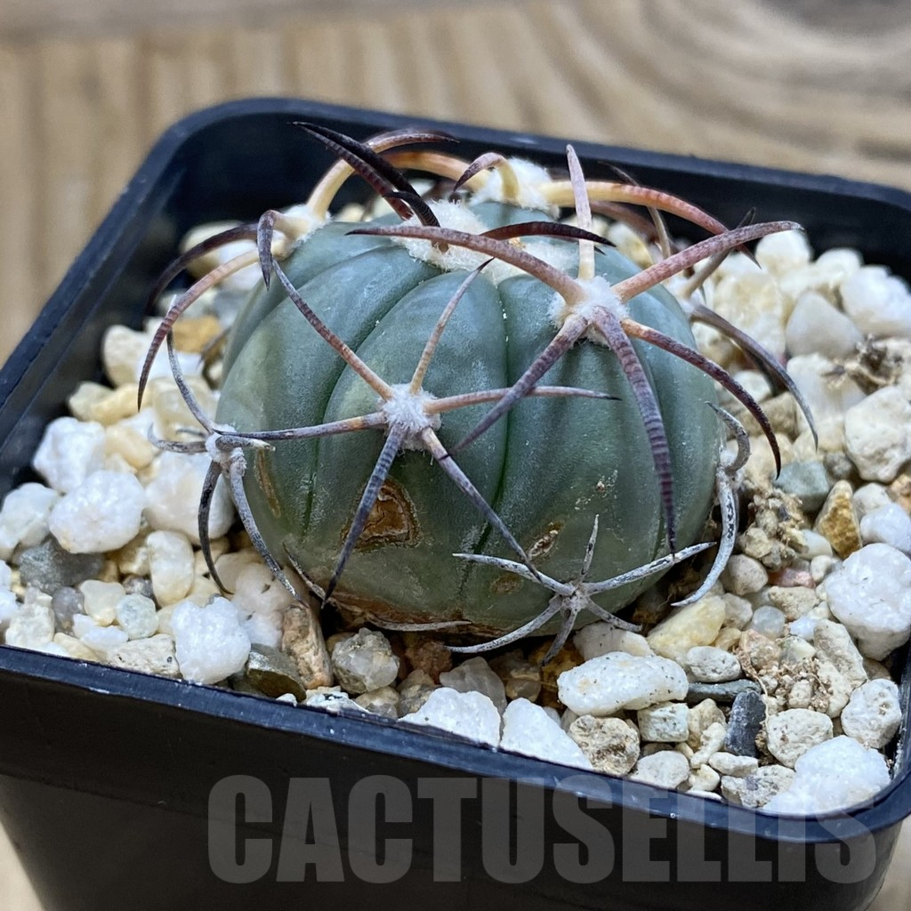 SH12364 Echinocactus horizonthalonius VZD 931 - immagine 2