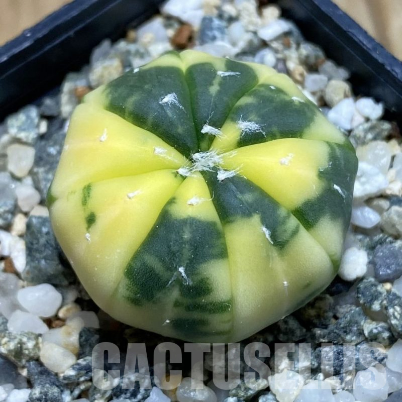 SH12366 Astrophytum asterias f. variegata