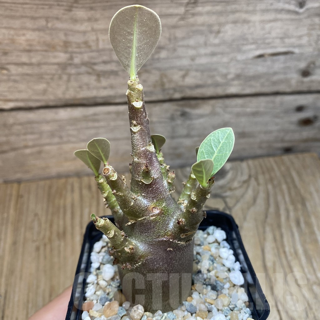 SH12340 Adenium arabicum 'Black Body' - immagine 2