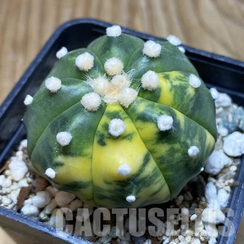 SH12367 Astrophytum asterias ‘Ooibo’ f. variegata