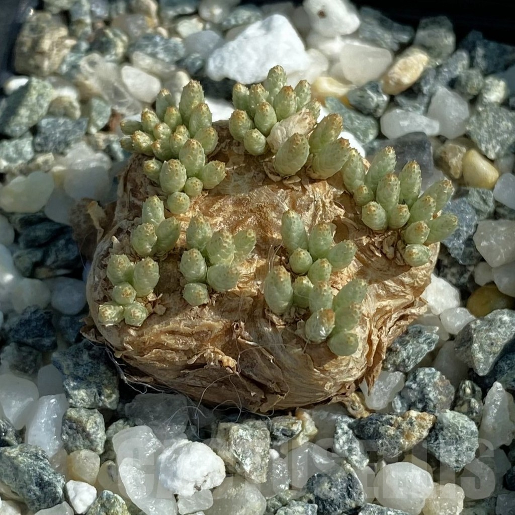 SH12500 Avonia alstonii