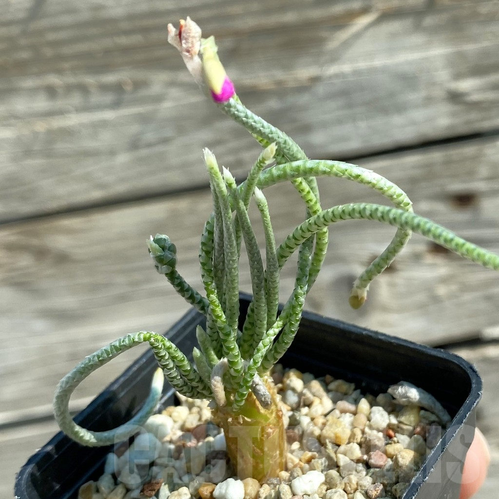 SH12501 Avonia quinaria, pink flower