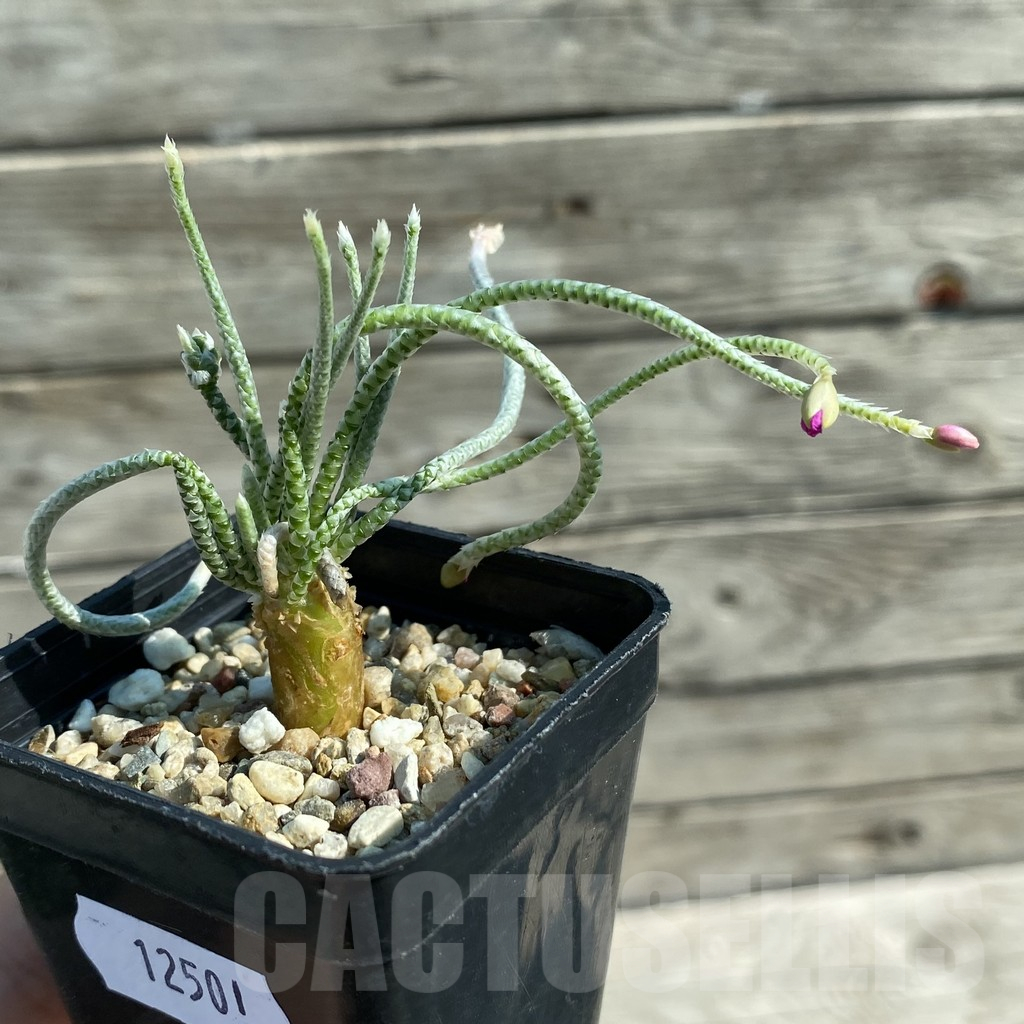 SH12501 Avonia quinaria, pink flower - immagine 2