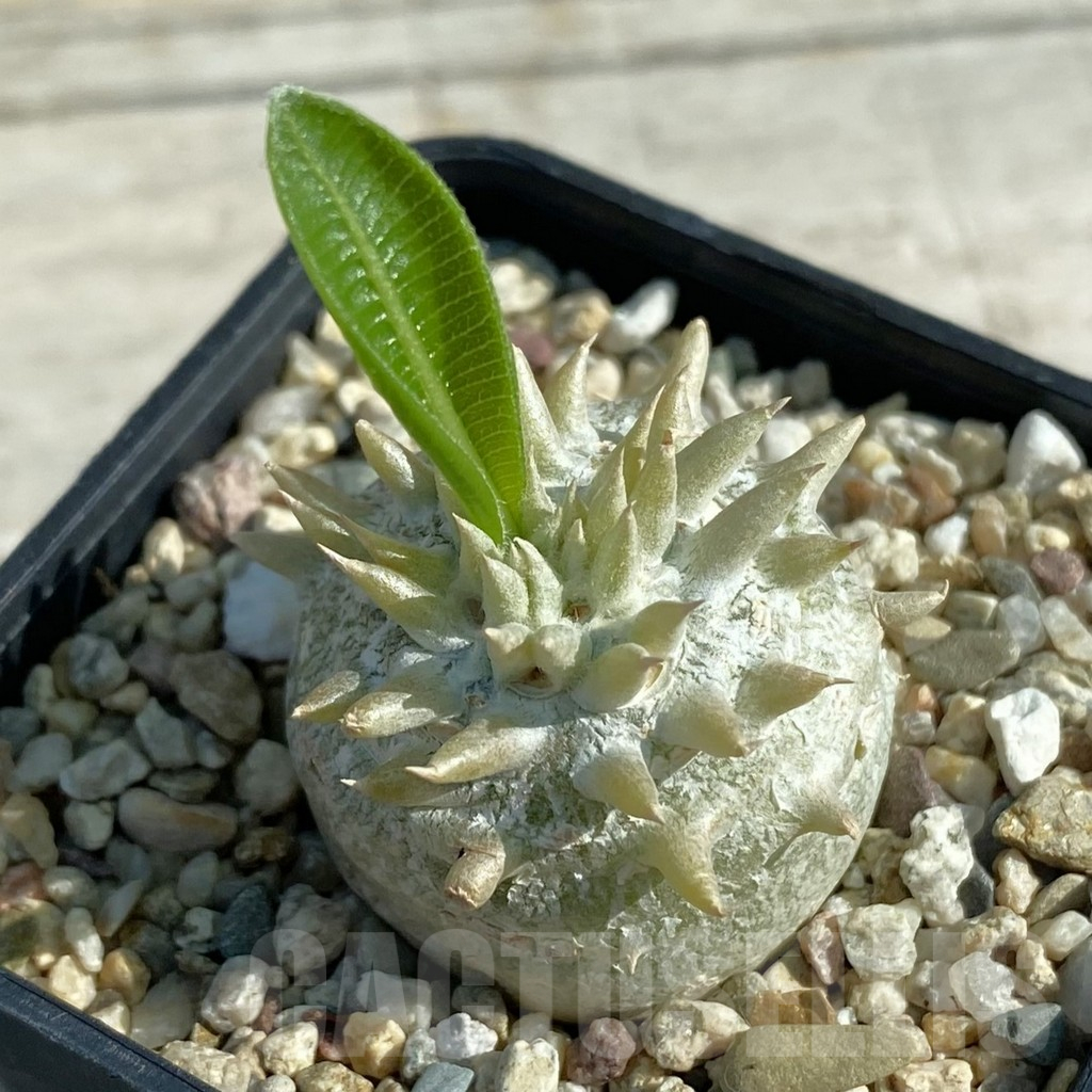 SH12503 Pachypodium brevicaule hybrid