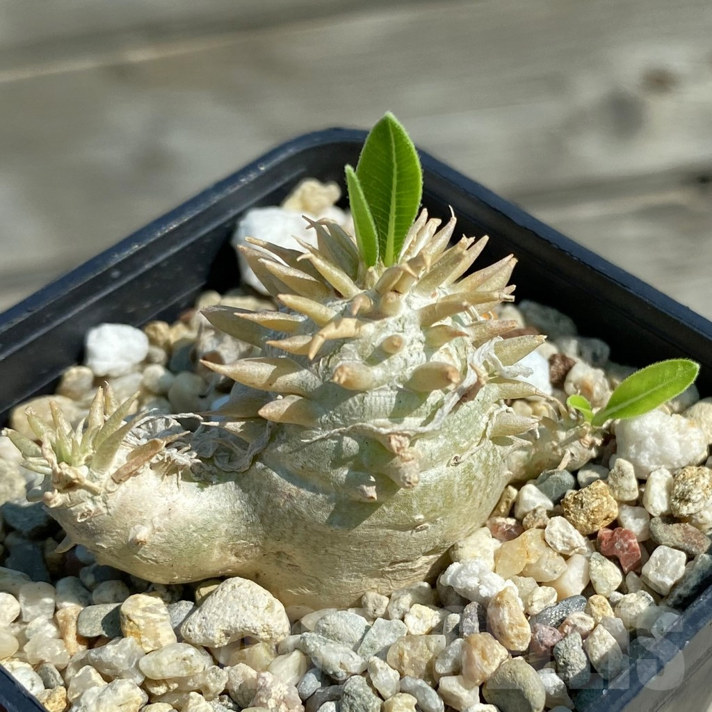 SH12504 Pachypodium brevicaule hybrid