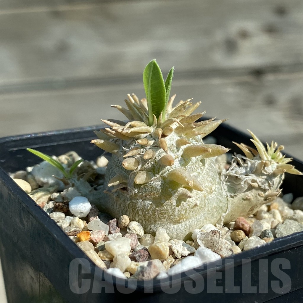 SH12504 Pachypodium brevicaule hybrid - Image 2
