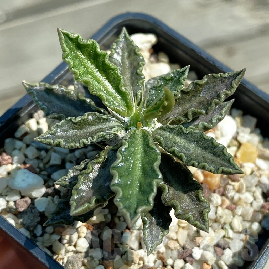 SH12505 Euphorbia tulearensis