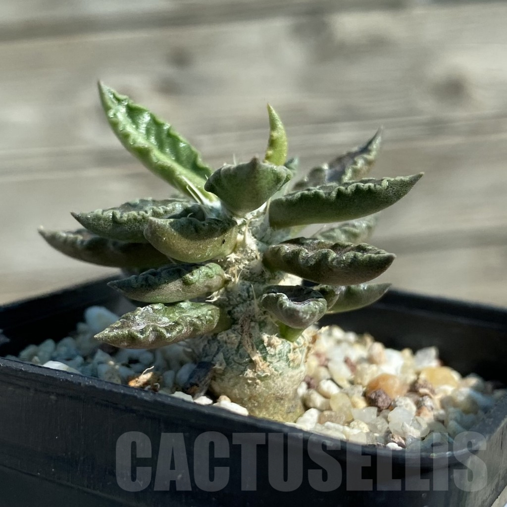 SH12505 Euphorbia tulearensis - Image 2
