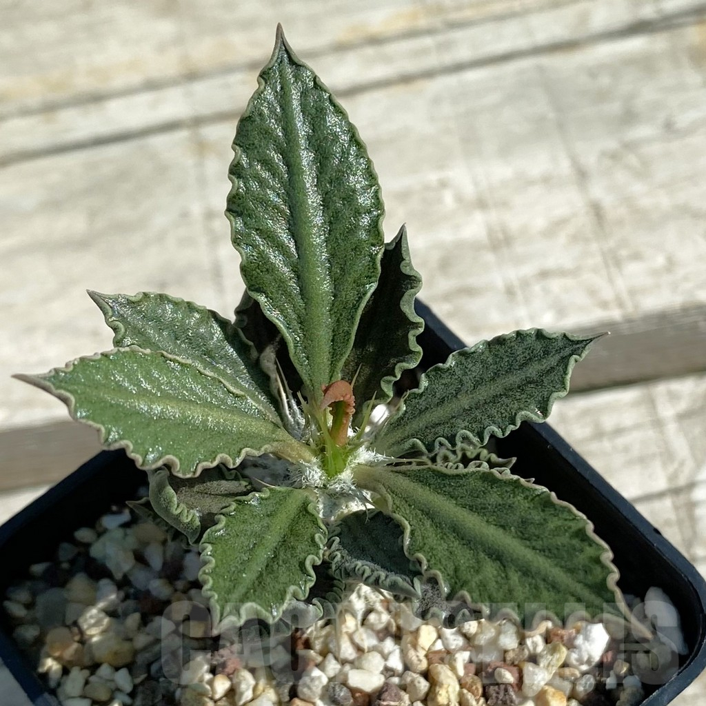 SH12506 Euphorbia tulearensis