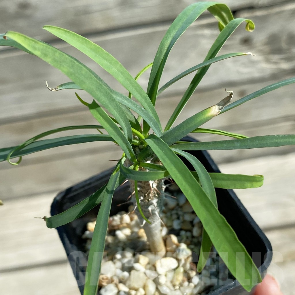 SH12507 Euphorbia gottlebei