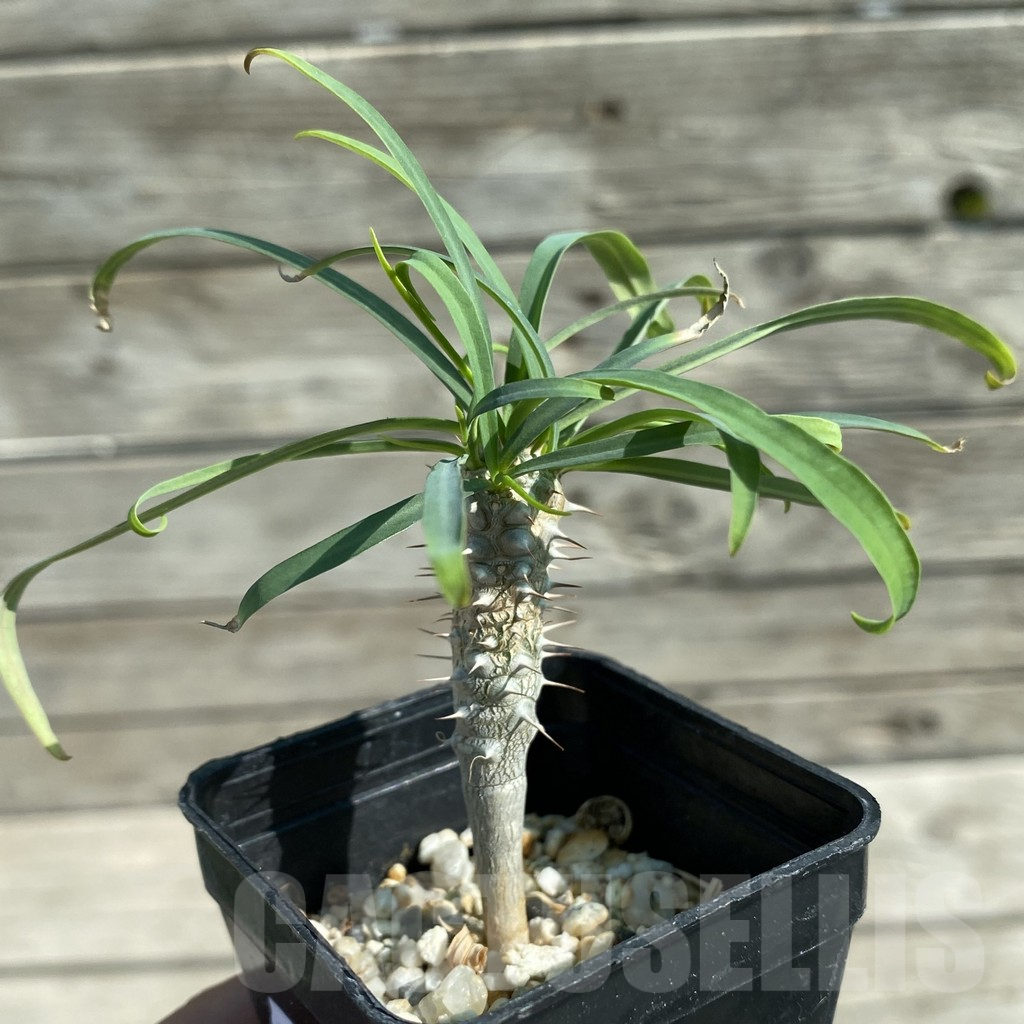 SH12507 Euphorbia gottlebei - immagine 2