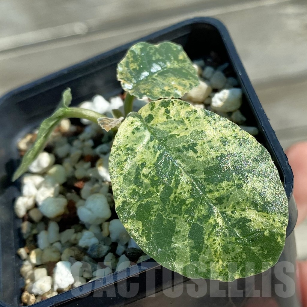 SH12510 Dorstenia foetida f. cristata