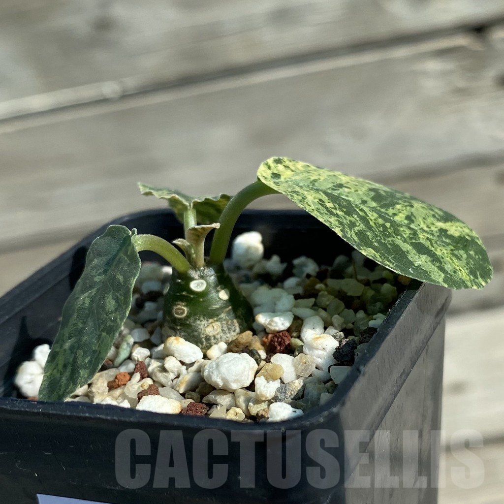 SH12510 Dorstenia foetida f. cristata - Image 2