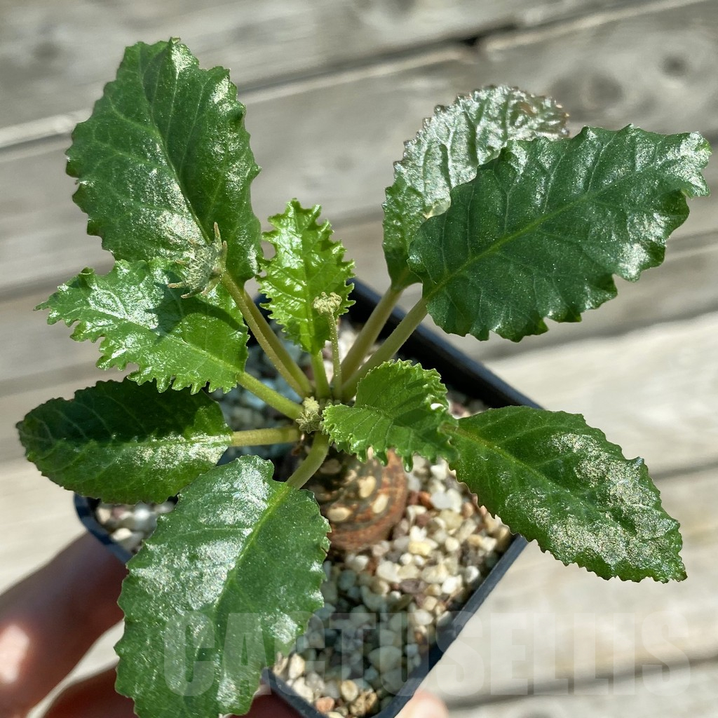 SH12511 Dorstenia horwoodii