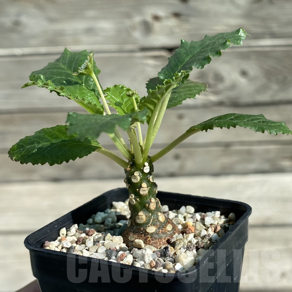 SH12511 Dorstenia horwoodii - Image 2