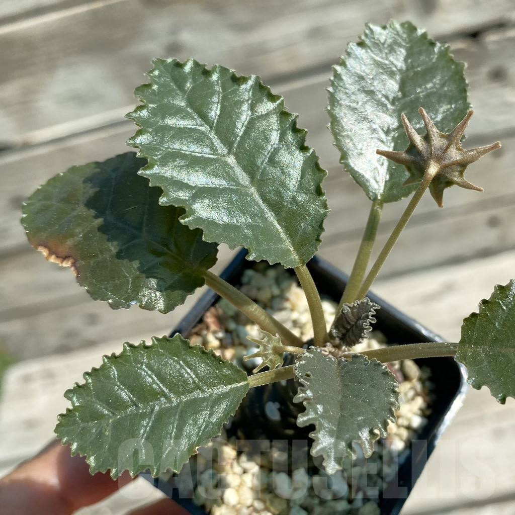 SH12512 Dorstenia hybrid
