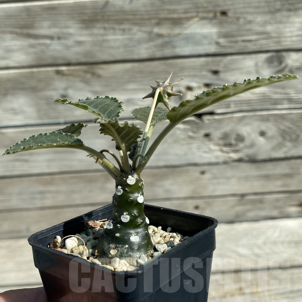 SH12512 Dorstenia hybrid - Image 2
