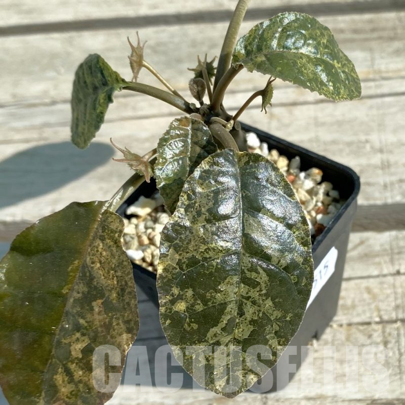 SH12515 Dorstenia foetida f. variegata